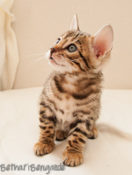 Bengal